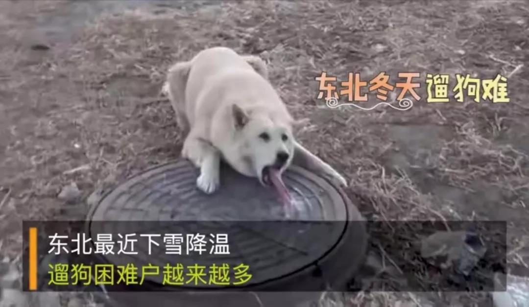 寵物牽引繩
