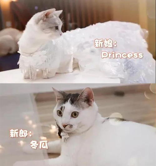 寵物衣服